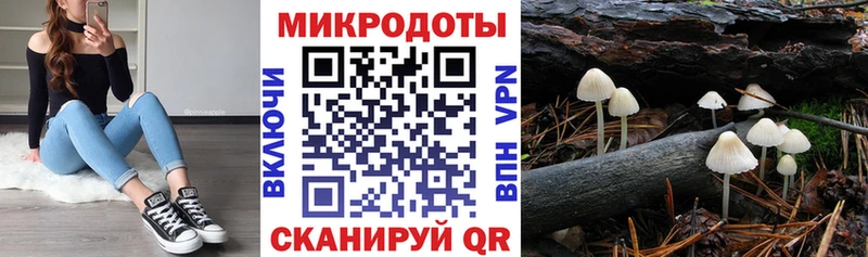 kraken tor Грайворон Галлюциногенные грибы Psilocybine cubensis
